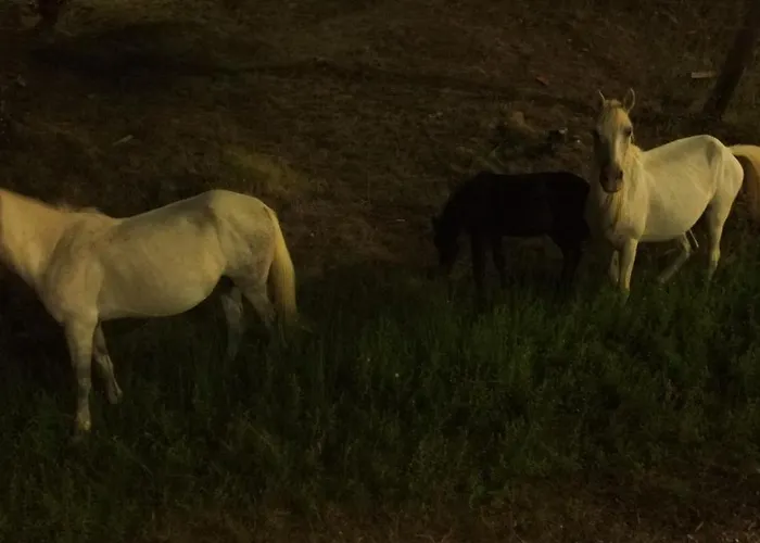 The Magic Mountain Affittacamere *